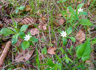Siebenstern Blüte Fichtelgebirge 