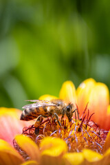 Bee on a orange flower collecting pollen and nectar for the hive