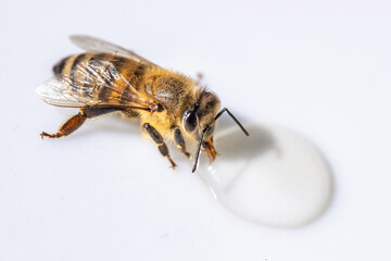 Healthy honey bee sucking a drop of honey