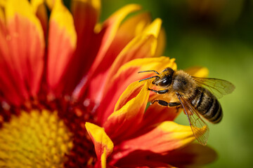 Bee on a orange flower collecting pollen and nectar for the hive