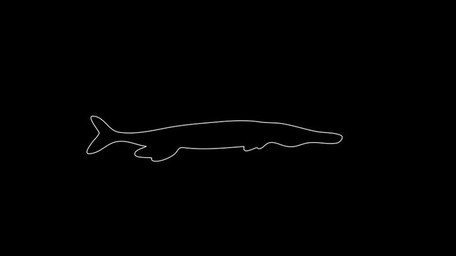 white linear silhouette of a dinosaur lizard. the picture appears and disappears on a black background.