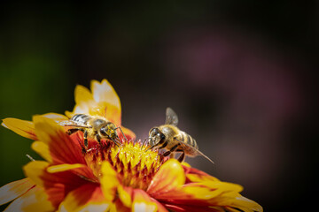 Bee on a orange flower collecting pollen and nectar for the hive