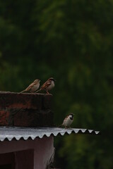 Sunny day outdoors with three sparrows standing on a brick roof of a house