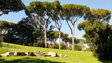 Fototapeta premium Rome, Colosseum's Archaeological Park. Gigantic stone pines guarding the amazing ruins of the roman empire.