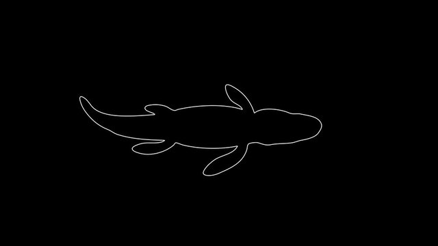 white linear reptile silhouette. the picture appears and disappears on a black background.