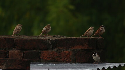 Sunny day outdoors with three sparrows standing on a brick roof of a house