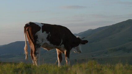 Young cow bull urinating at pasture land in morning