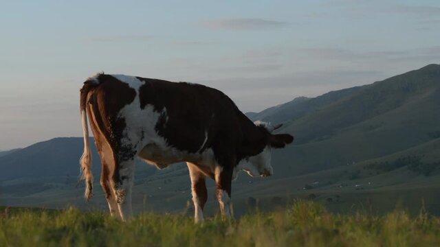 Young cow bull urinating at pasture land in morning