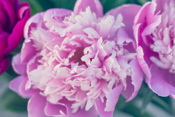 Close-up of peony buds. Floral background.