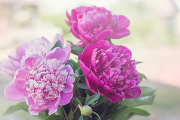 Close-up of peony buds. Floral background.