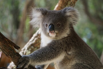 Cute koala on the tree. © Evgeniya