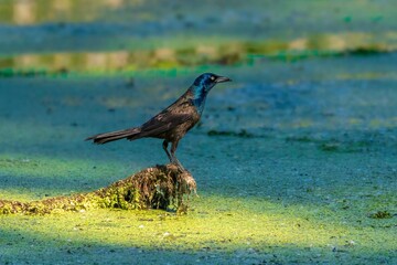 Beautiful black bird standing on a branch above the water