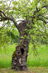 Fototapeta premium Bark disease