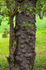 Bark disease