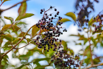 privet berries on a large bush in a garden