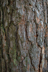 Tree bark in macro