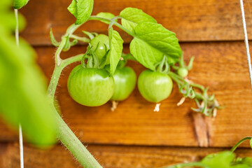 growing fresh organic tomatoes in a garden