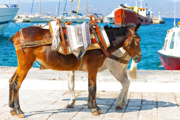 Donkeys by sea in Greek Island Hydra Saronikos Gulf - 439315570