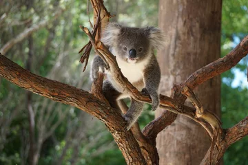 Fotobehang Cute koala on the tree. © Evgeniya