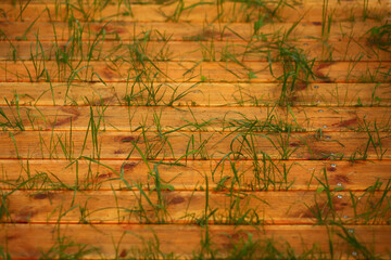 Warm brown horizontal background of a wooden terrace and grass growing through the planks