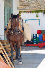 Donkey resting in shadow Hydra island Greece Saronikos Gulf - 439315952