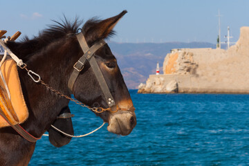 Donkey view with sea background Greece island Hydra Saronikos Gulf - 439315967