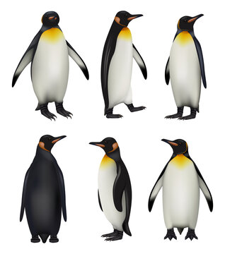 Penguins. Antarctica wildlife king penguins in realistic style cold environment decent vector illustrations