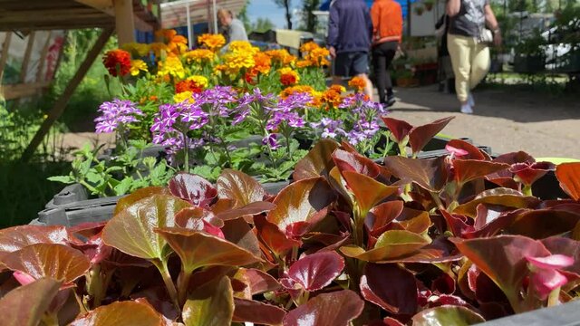 Market for the sale of plants and flowers in Siberia
