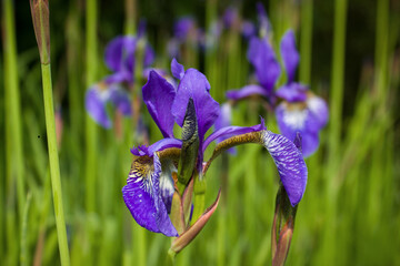 Bright lilac flowers of Siberian iris on a blurred background of garden greenery.