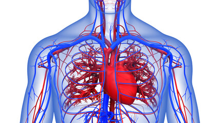 Human Circulatory System Heart Anatomy - obrazy, fototapety, plakaty