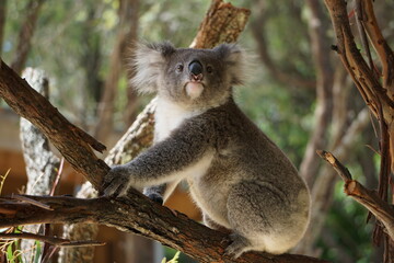 Cute koala on the tree.