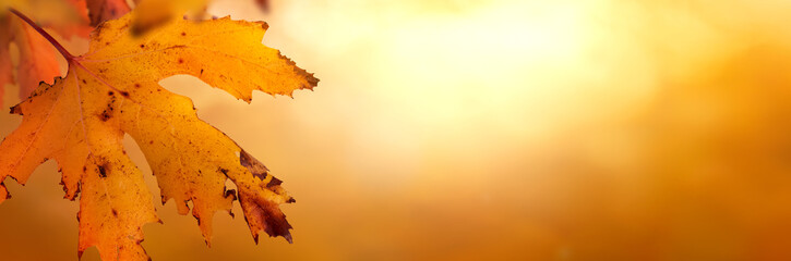 An autumn leaf background of fall yellow foliage of an autumn landscape that could be used for Thanksgiving.