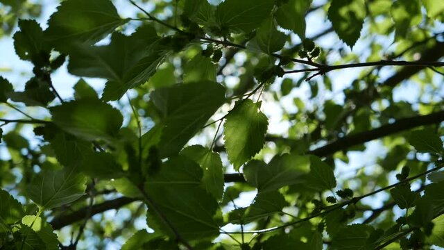 Sunlight beaming through morus tree branches and green leaves in spring