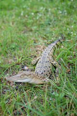 lizard on the ground