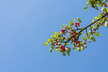 Cherry tree with branches with view into the blue sky