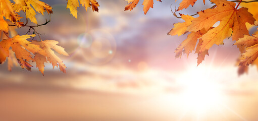 An autumn nature, fall background of blurred foliage and tree leaves at sunset in an autumn...