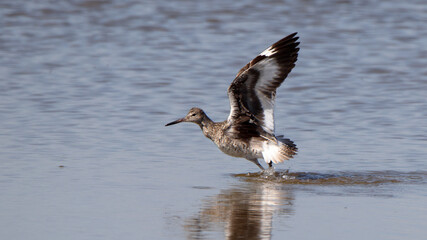 Godwit launching into flight from shallow water