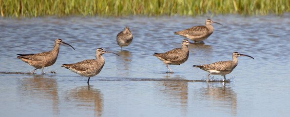 Whimbrels wading in a shallow salt marsh