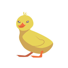 Cute duckling isolated on white transparent background.