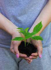 hand holding young plant on blur green nature background and sunslight. concept eco earth day