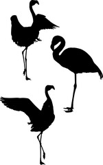 three flamingo fine silhouettes isolated on white