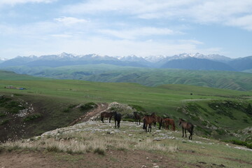 wild horses with wide green prairie and snow mountain skyline. At Kalajun in Xinjiang China
