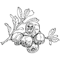 Blueberry hand drawing vintage clip art. berries logo or tattoo highly detailed in line art style concept. Black and white isolated. Antique vintage engraving illustration for emblem