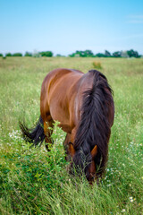 amazing horse in the field