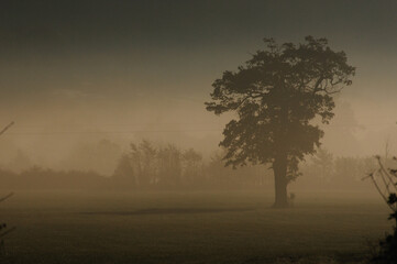 Fototapeta na wymiar Autumn morning landscape with oak tree (Quercus robur)