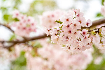 桜　ソメイヨシノ