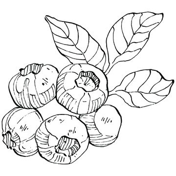 recommend clip art: Blueberry hand drawing vintage clip art. berries logo or tattoo highly detailed in line art style concept. Black and white isolated. Antique vintage engraving illustration for emblem