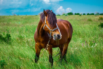 amazing horse in the field