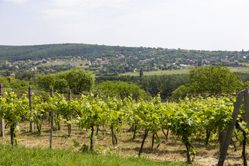 Fototapeta na wymiar Weinbaugebiet in Ungarn