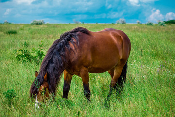 amazing horse in the field